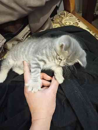 Котёнок в хорошие руки. Донецк