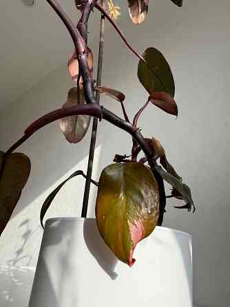 филодендрон розовая принцесса pink princess Донецк