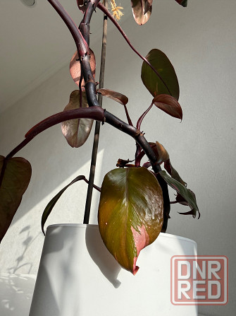 филодендрон розовая принцесса pink princess Донецк - изображение 3