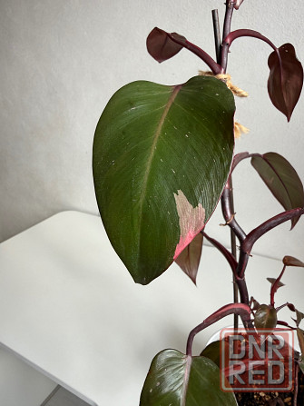 филодендрон розовая принцесса pink princess Донецк - изображение 1
