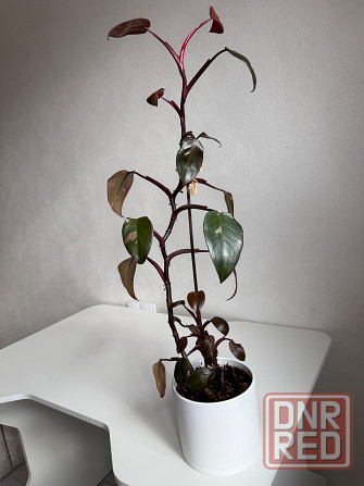 филодендрон розовая принцесса pink princess Донецк - изображение 2