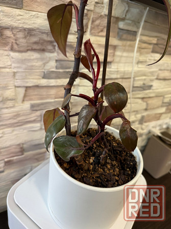 филодендрон розовая принцесса pink princess Донецк - изображение 4