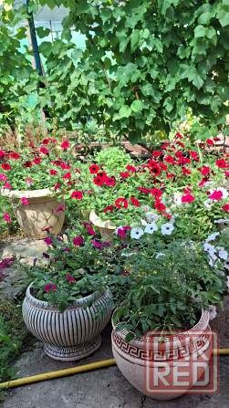 Горшок для цветов из шамотной глины Донецк - изображение 3