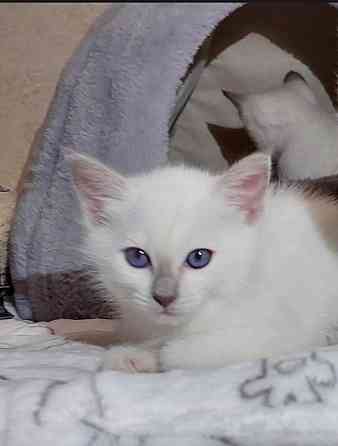 Питомник предлогает к бронированию Тайских котят Донецк