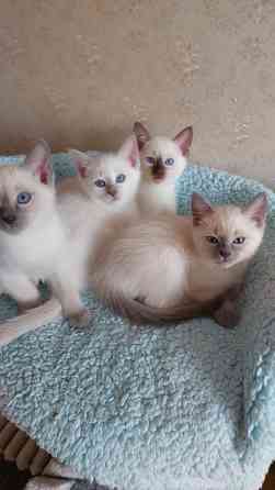 Питомник предлогает к бронированию Тайских котят Донецк