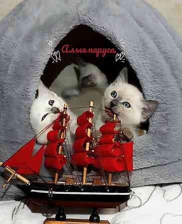 Питомник предлогает к бронированию Тайских котят Донецк