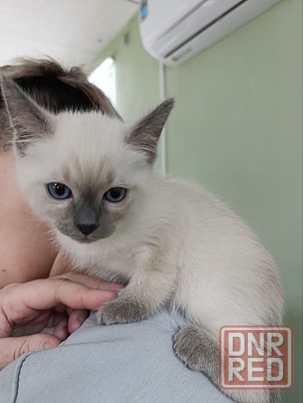 Питомник предлогает к бронированию Тайских котят Донецк - изображение 3