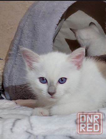 Питомник предлогает к бронированию Тайских котят Донецк - изображение 6