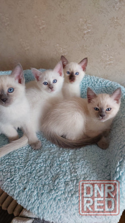 Питомник предлогает к бронированию Тайских котят Донецк - изображение 2