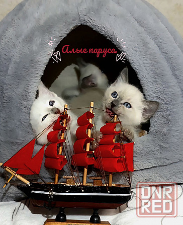 Питомник предлогает к бронированию Тайских котят Донецк - изображение 1