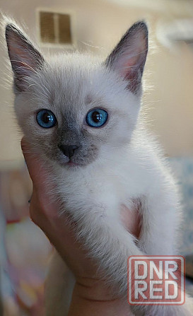 Питомник предлогает к бронированию Тайских котят Донецк - изображение 5