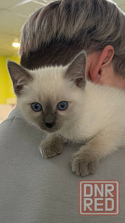 Питомник предлогает к бронированию Тайских котят Донецк - изображение 4