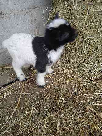 Камерунские карликовые козлята Мариуполь