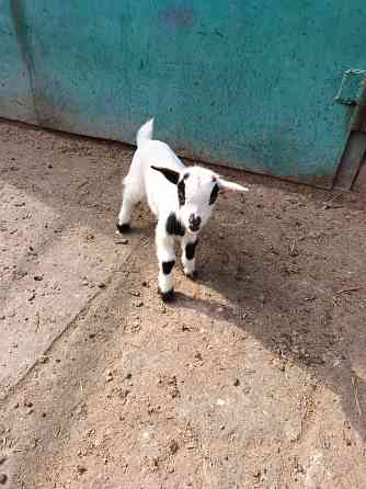 Камерунские карликовые козлики Мариуполь