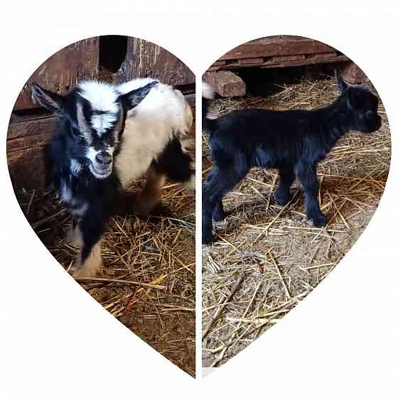 Камерунские карликовые козлики,козочки Мариуполь