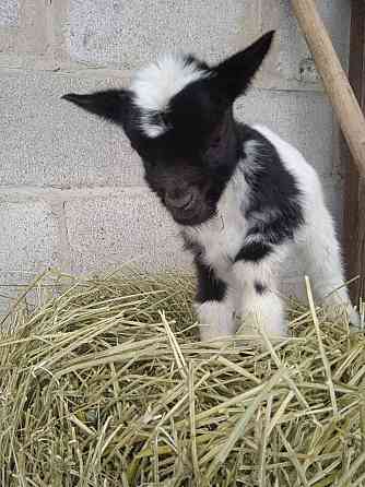 Камерунские карликовые козлята Мариуполь