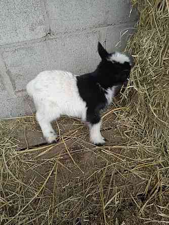 Камерунские карликовые козлята Мариуполь