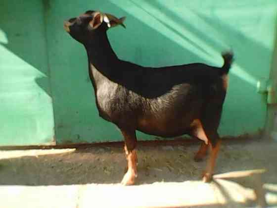 Камерунские карликовые козлики,козочки Мариуполь