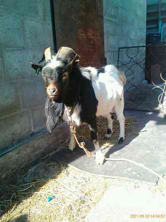 Камерунские карликовые козлики,козочки Мариуполь