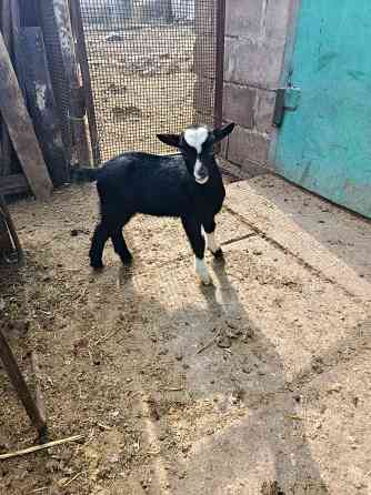 Камерунские карликовые козлики Мариуполь