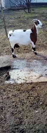 Камерунские карликовые козлики Мариуполь