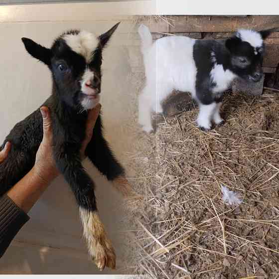 Камерунские карликовые козлики,козочки Мариуполь