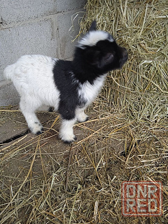 Камерунские карликовые козлята Мариуполь - изображение 3