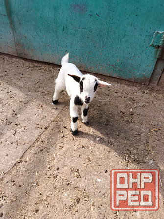 Камерунские карликовые козлики Мариуполь - изображение 3