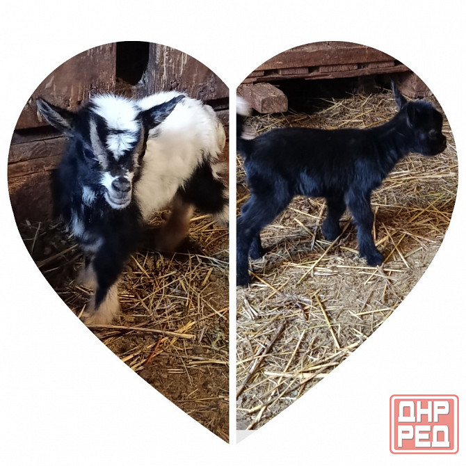 Камерунские карликовые козлики,козочки Мариуполь - изображение 1