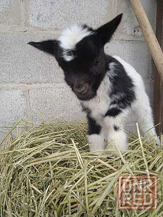 Камерунские карликовые козлята Мариуполь - изображение 1