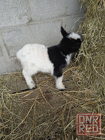 Камерунские карликовые козлята Мариуполь - изображение 2