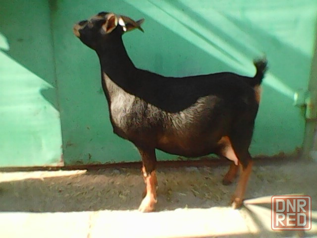 Камерунские карликовые козлики,козочки Мариуполь - изображение 3