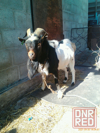 Камерунские карликовые козлики,козочки Мариуполь - изображение 4