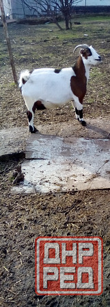 Камерунские карликовые козлики Мариуполь - изображение 6