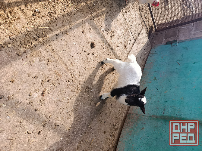 Камерунские карликовые козлики Мариуполь - изображение 7