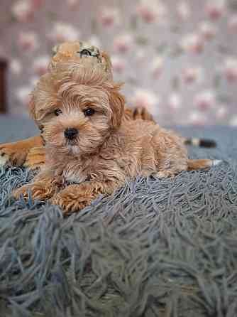 Щенки мальтипу Донецк