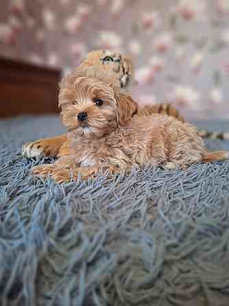 Щенки мальтипу Донецк