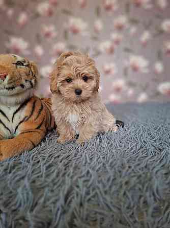 Щенки мальтипу Донецк