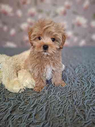 Щенки мальтипу Донецк