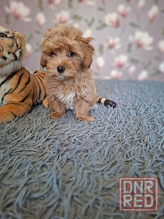 Щенки мальтипу Донецк - изображение 7