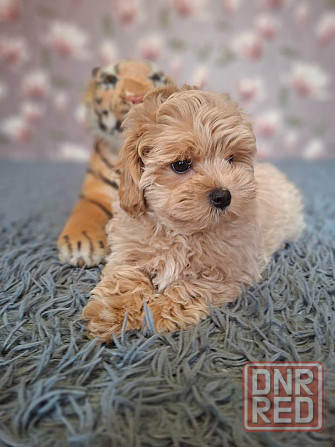 Щенки мальтипу Донецк - изображение 1