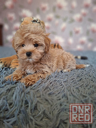 Щенки мальтипу Донецк - изображение 4