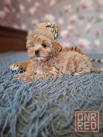 Щенки мальтипу Донецк - изображение 3