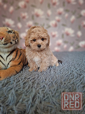 Щенки мальтипу Донецк - изображение 2