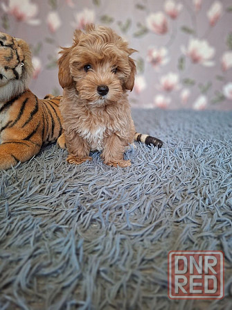 Щенки мальтипу Донецк - изображение 6