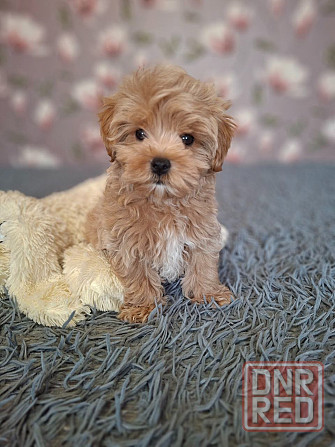 Щенки мальтипу Донецк - изображение 5