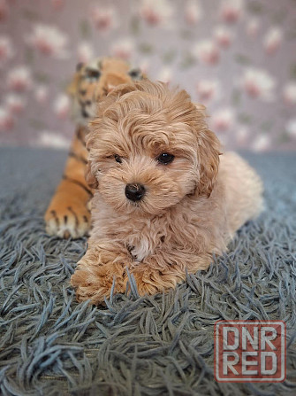 Щенки мальтипу Донецк - изображение 8