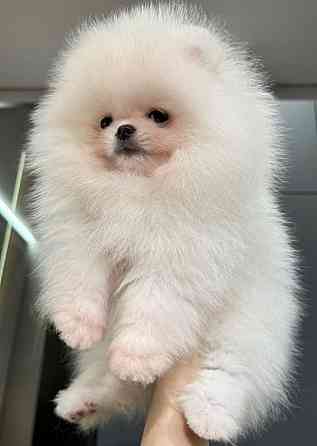 Померанский шпиц Донецк