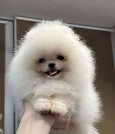 Померанский шпиц Донецк