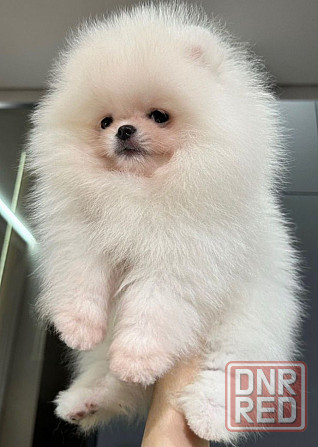 Померанский шпиц Донецк - изображение 2